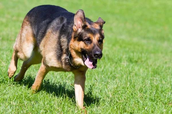 German shepherd dog Stock Picture