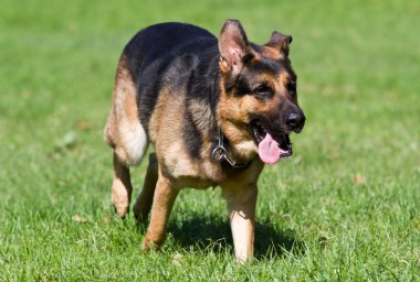 Alman çoban köpeği.