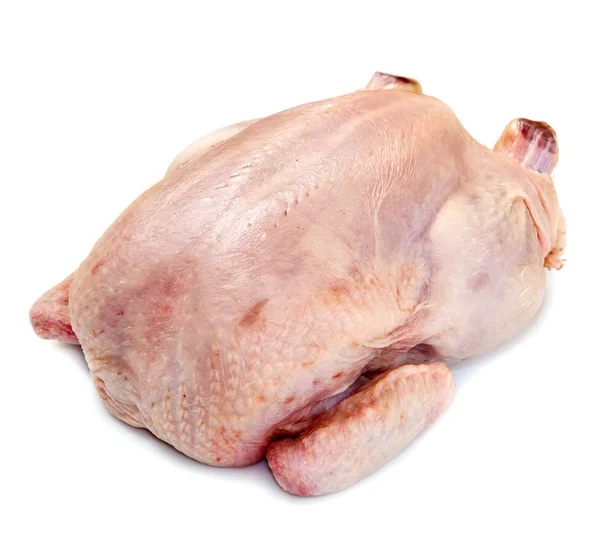 Kyckling isolerad på vit bakgrund — Stockfoto