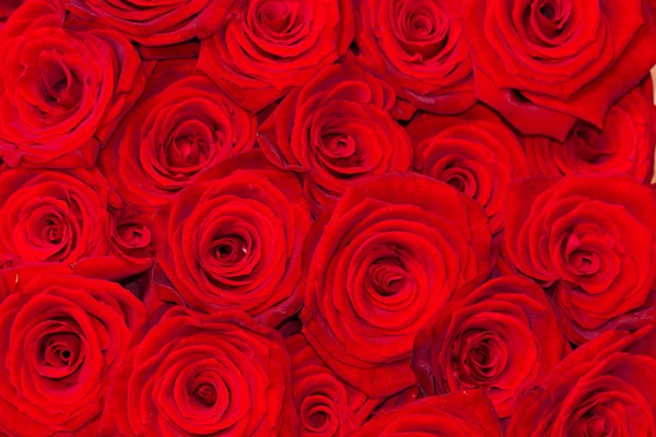 Rosso sfondo rose naturali — Foto Stock