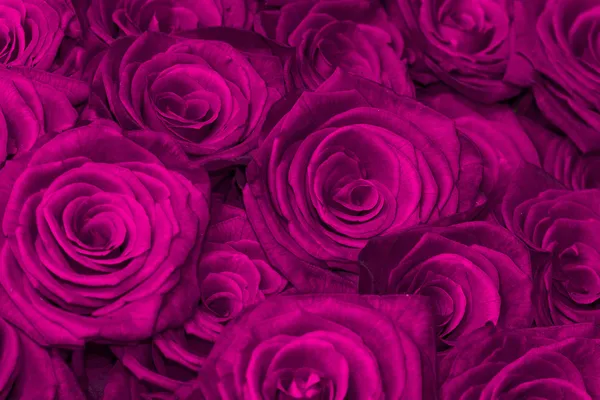 Purple natural roses background — Stock Photo, Image