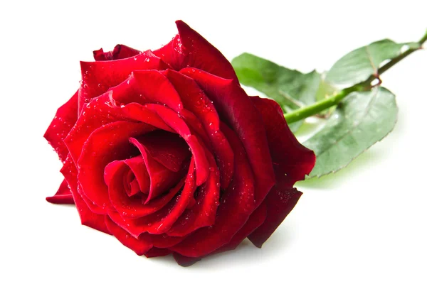 单瓣红玫瑰花 — 图库照片