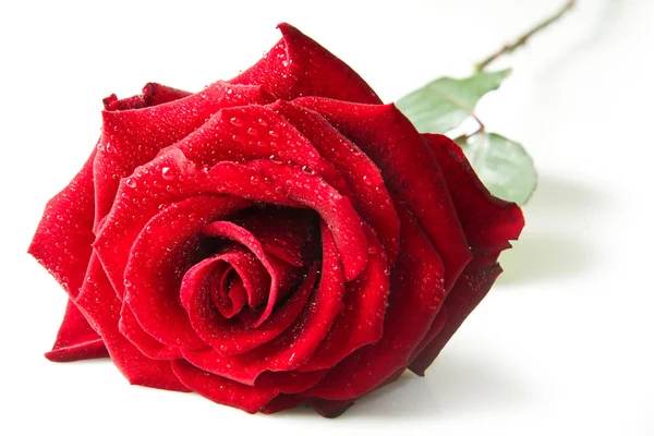 Single red rose flower — Stock Photo, Image