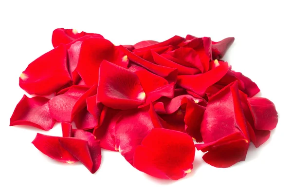 Background of red rose petals — Stock Photo, Image