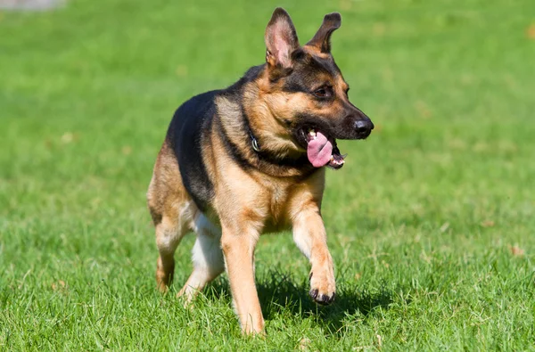 Pastor alemán perro — Foto de Stock