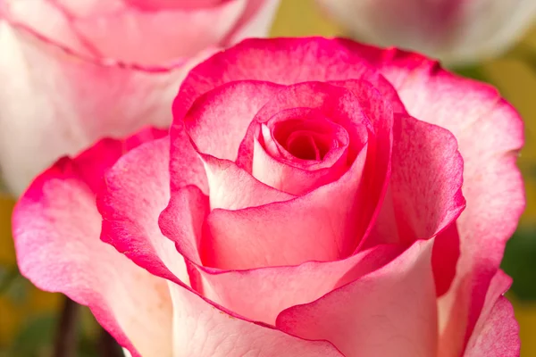 美丽的粉红色 rosesbud — 图库照片