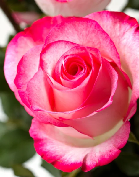 Schöne rosa Rosenknospe — Stockfoto