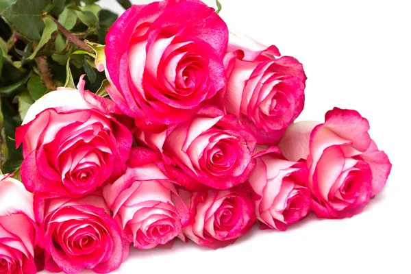 Pink roses on a white background — Stock Photo, Image