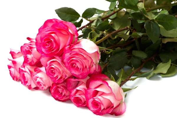 Rosa Rosen auf weißem Hintergrund — Stockfoto