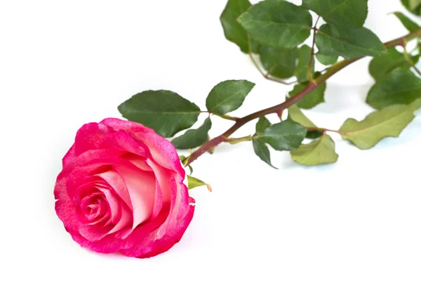 Roze rozen — Stockfoto