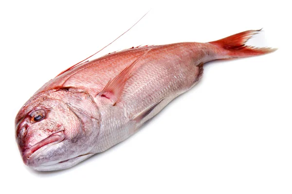 Snapper röd fisk isolerad på vit — Stockfoto