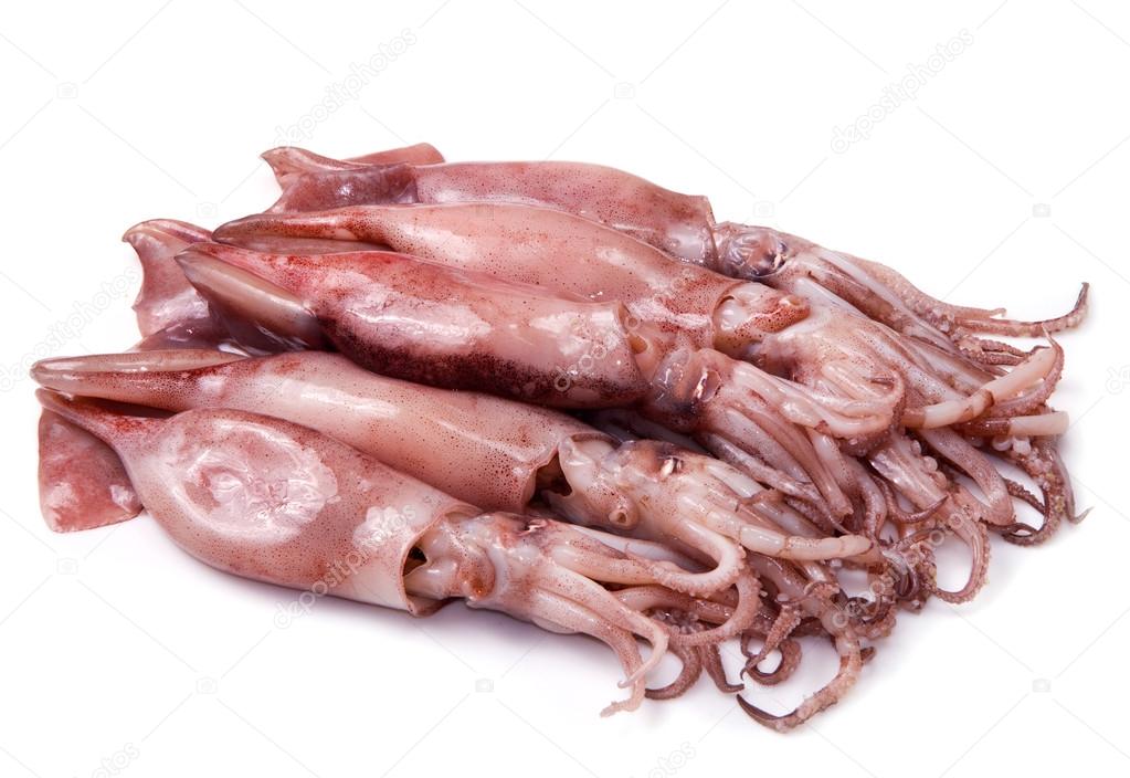 A group of fresh squid