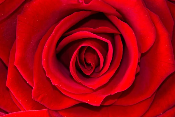 Hermosa rosa roja de cerca —  Fotos de Stock