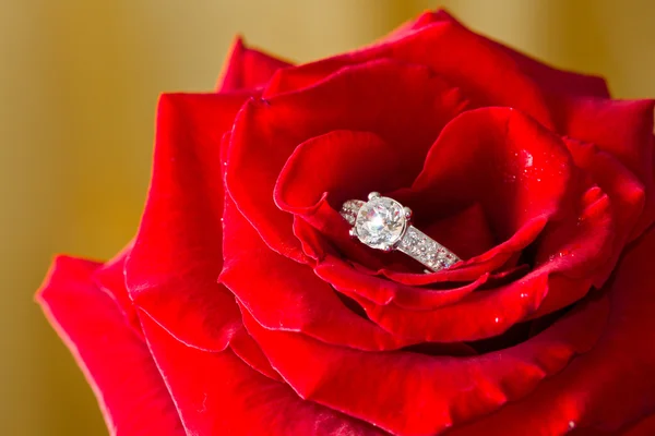 Golden diamond ring and rose Royalty Free Stock Images