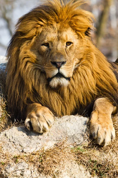 Lion the king — Stock Photo, Image