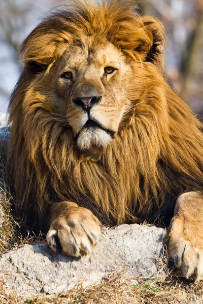 Lion the king — Stock Photo, Image