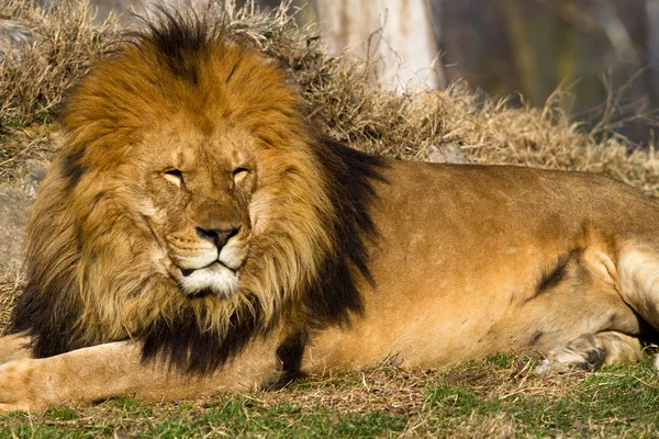 Лев король — стокове фото