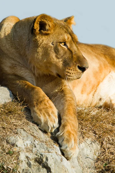Dişi aslan — Stok fotoğraf