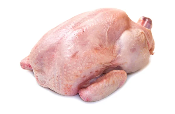 Kuře izolované na bílém pozadí — Stock fotografie