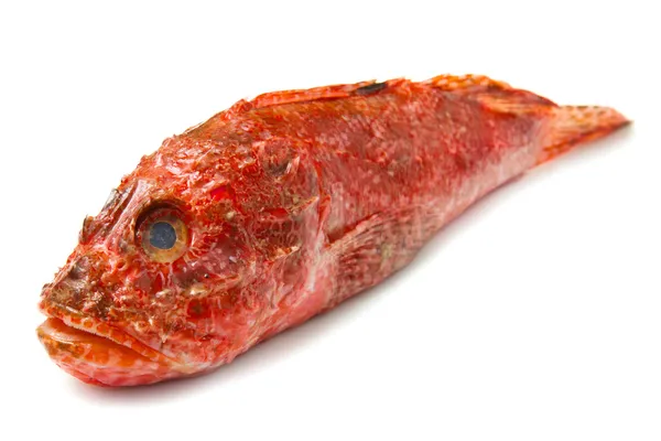 Redfish — Stock fotografie