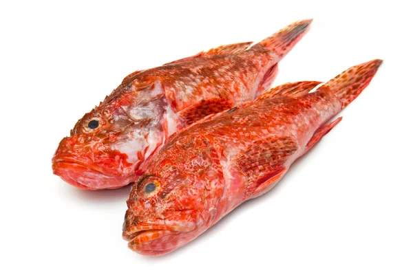 Redfish — Stock Photo, Image