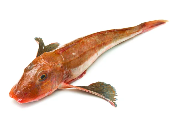 Redfish — Stock Photo, Image