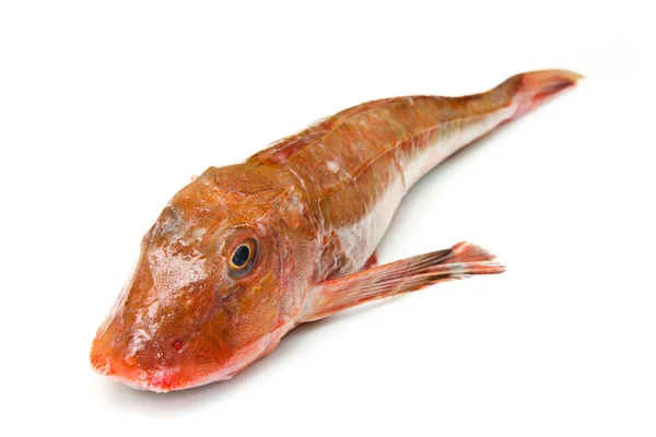 Redfish — Stock Photo, Image