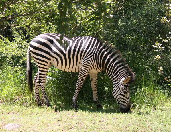 Zebra em África — Fotografia de Stock