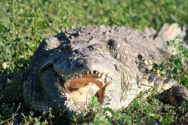 Крокодил крупним планом — стокове фото