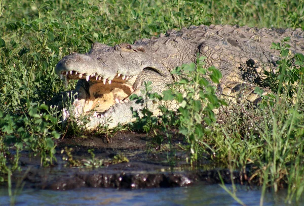 Krokodil på nära håll — Stockfoto