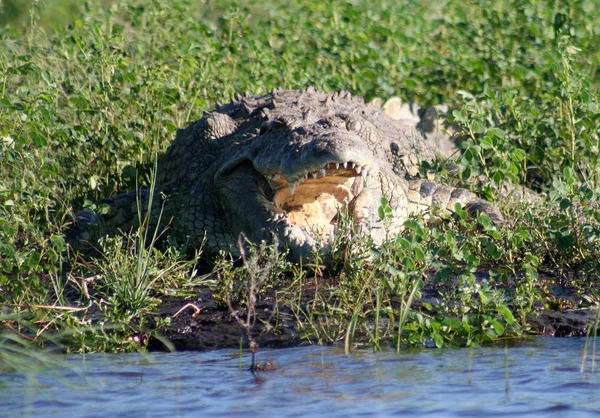 Krokodil på nära håll — Stockfoto