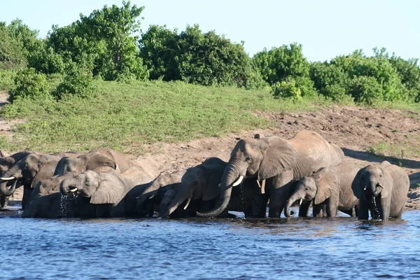 Olifant — Stockfoto