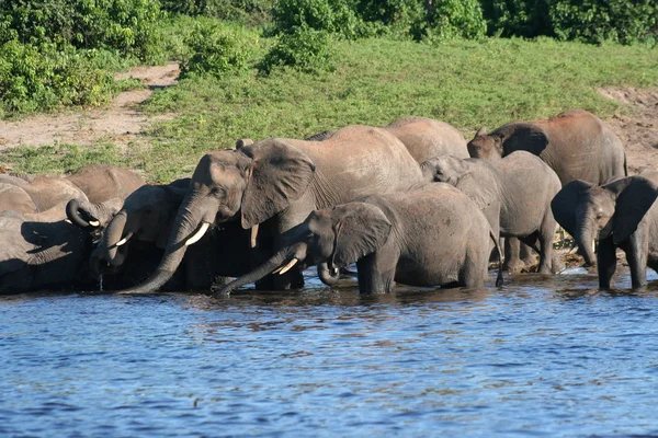 Elefant — Stockfoto