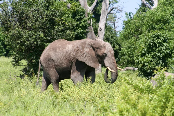 Um grupo de elefantes no seu habitat natural — Fotografia de Stock