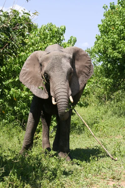 Elephant — Stock Photo, Image