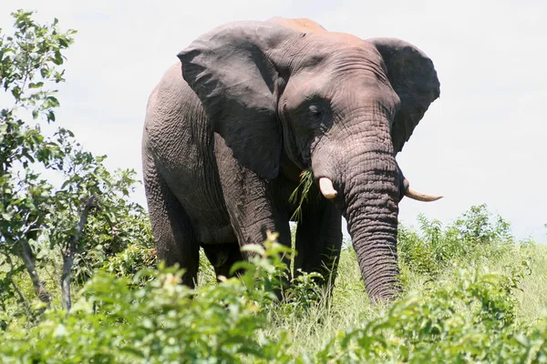 Elefante — Foto Stock