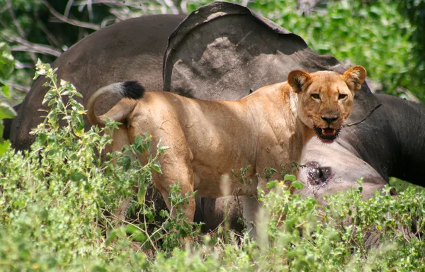 ライオン食べる象 — ストック写真