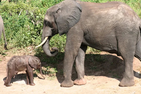 Elefante — Foto Stock