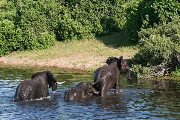 Elefante — Foto Stock