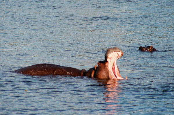 Yawning hippo in the water — Stock Photo, Image