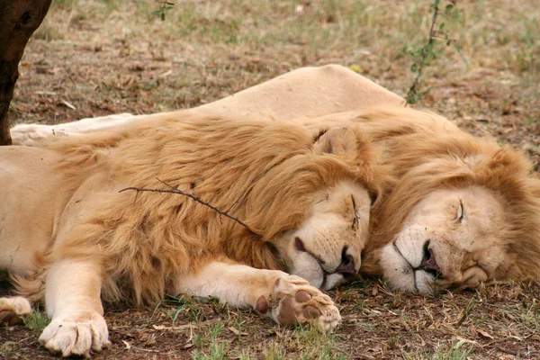 Egy csoport, az oroszlán és a nőstény oroszlán — Stock Fotó