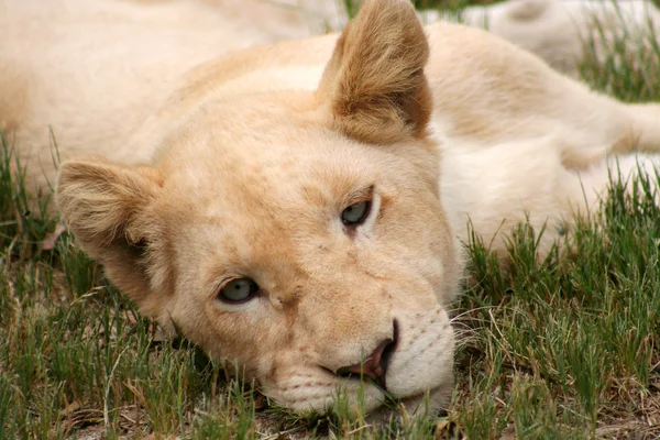 Little lion — Stock Photo, Image