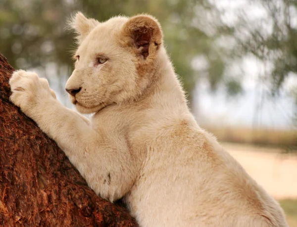 Little lion — Stock Photo, Image