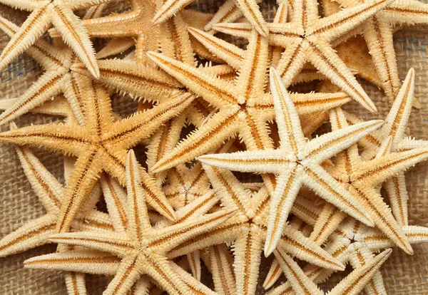 Sea star background — Stock Photo, Image