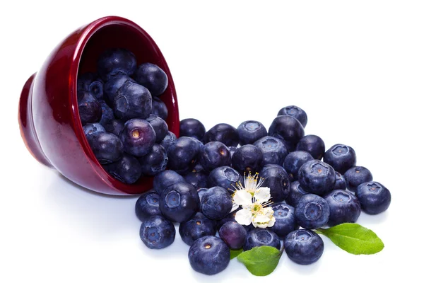 Blueberries in a bowl — Stock Photo, Image