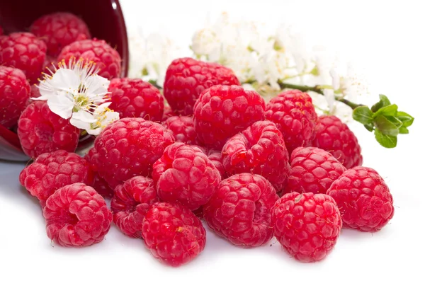 Fresh raspberries scattered on white background — Stock Photo, Image