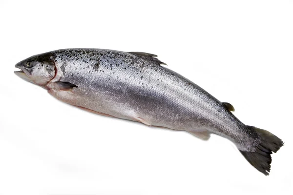 Whole salmon isolated on white — Stock Photo, Image