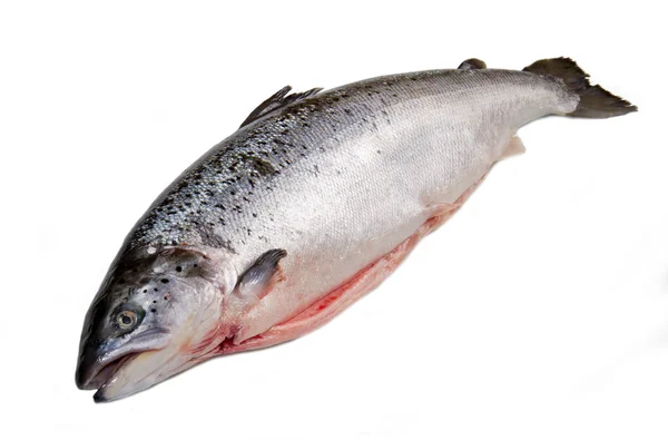 Whole salmon isolated on white — Stock Photo, Image