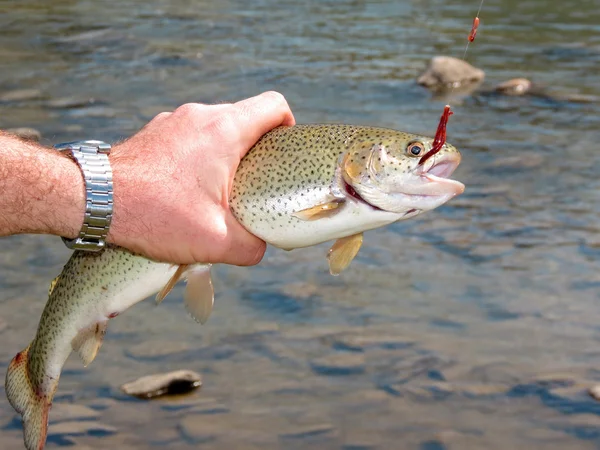 Trout fishing — Stock Photo, Image