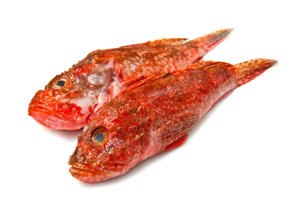 Redfish — Stock Photo, Image